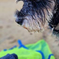 Hier muss doch irgendwo der Ball sein!