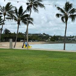 Palms along the foreshore