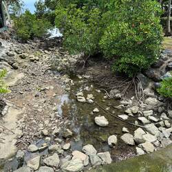 A storm water drain with mangroves