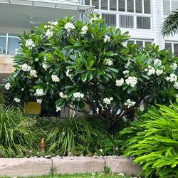 Huge Frangipani tree