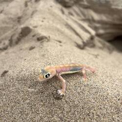 Jetzt hat er auch schon einen Namen: Gerhard