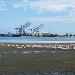 Der Hafen von Walfish Bay mit Flamingos oder umgekehrt