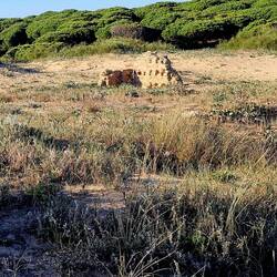 Römische Mauerreste in den Dünen am Strand