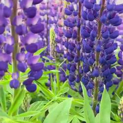 Lupinen am Lake Tekapo