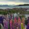 Lupinen am Lake Tekapo