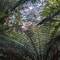 Love the great big fern trees!