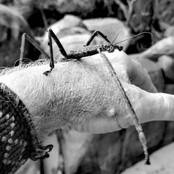 Have never seen one of these Aliens before.....