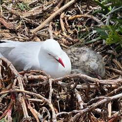 Seabird Lookout am Royal Albstross Centre