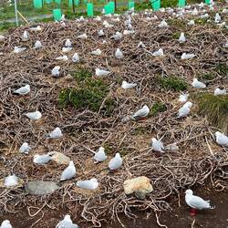Seabird Lookout am Royal Albstross Centre