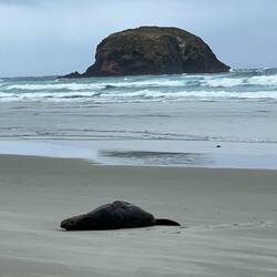 Sealion am Allans Beach
