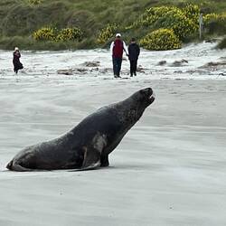Sealion am Allans Beach