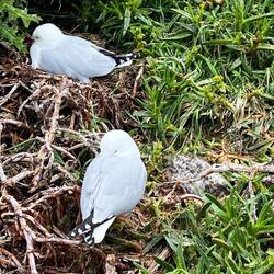 Seabird Lookout am Royal Albstross Centre