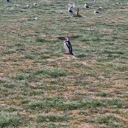 Finde den Pinguin. 😅