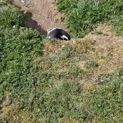 So vil haltet er vo de Touriste uf dr Insle😉