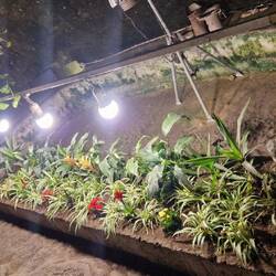 Wachsen ohne zu Gießen