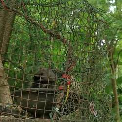 Common Myna, der "sprechende" Vogel