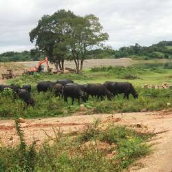 Büffel unter unserer Plattform