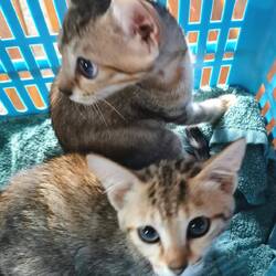 Babykatzen mit ein bisschen Dschungelkatze