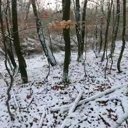 Sau oder Hirsch? Sehr ähnlich! Kann man schon mal verwechseln