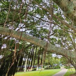 New roots start from the tree