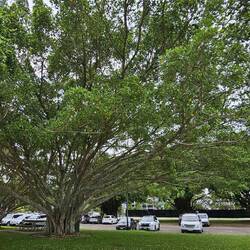 Still love the trees