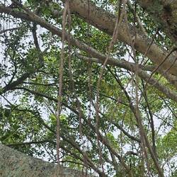 a close up of the descending roots