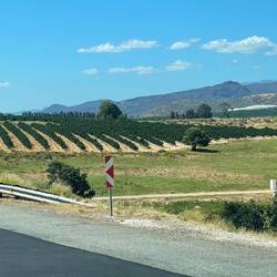 Nördlich von Kapstadt - Wein so weit man gucken kann