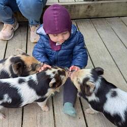 Schweinchen in Jule-Größe