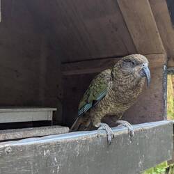 Ein Kea. Mal schauen, ob/wann wir den in der freien Wildbahn treffen.