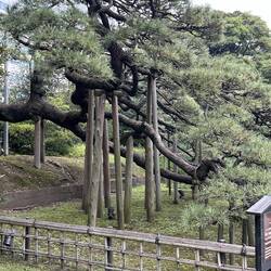 Pine tree over 300 years old with branches propped up for stability.