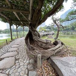 A very knarled old tree adds a lot of interest to the path leading to the bridge and tea house