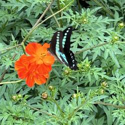 Beautiful butterfly enjoying the late fall flowers.