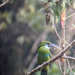 Toucanet