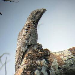 Great potoo