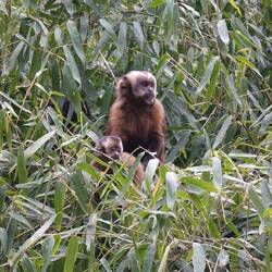 Capuchin monkeys