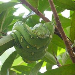 Emerald tree boa