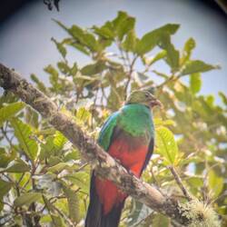 Quetzal