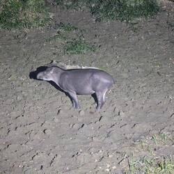 Tapir