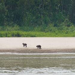 Capybaras