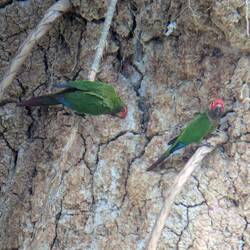 Parakeets at the clay lick