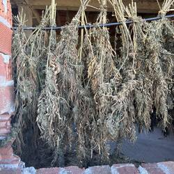 Cannabis drying