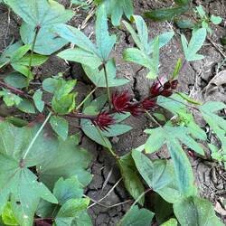Hibiscus