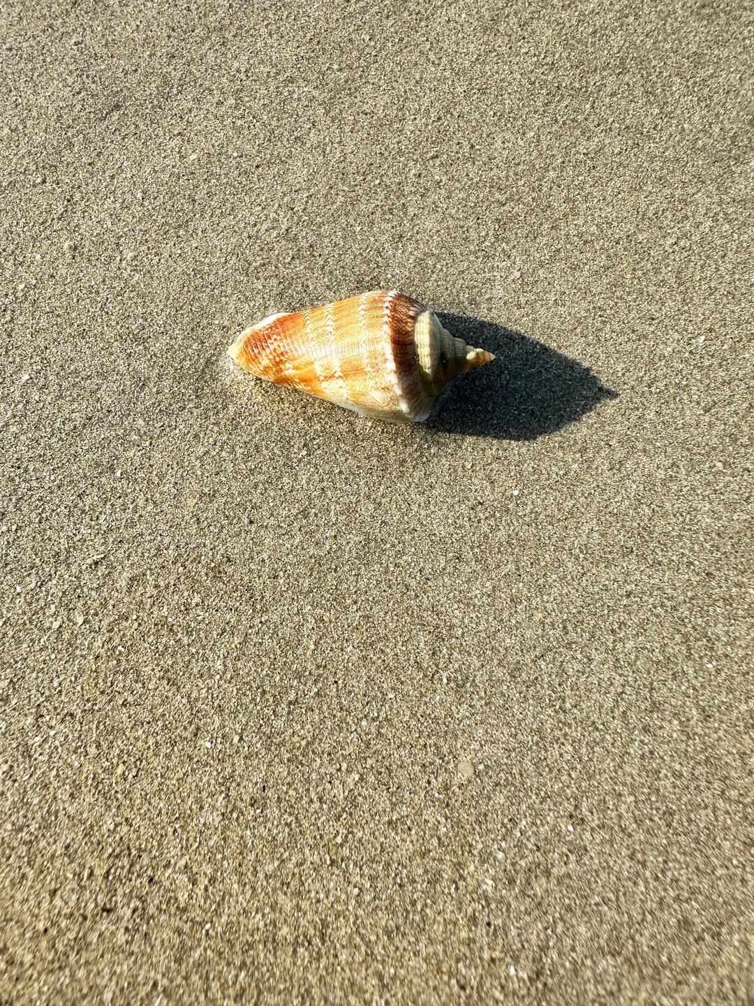 Krabbe zurück am Strand