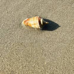 Krabbe zurück am Strand