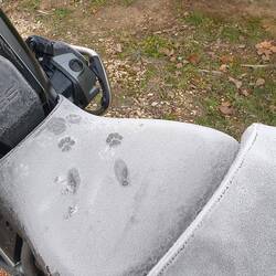 Der Katze war es zu kalt zum Draufsitzen