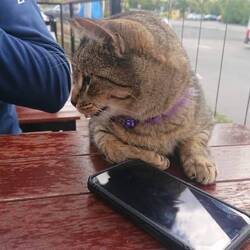 Eine liebe hungrige Katze wollte gerne etwas abhaben.