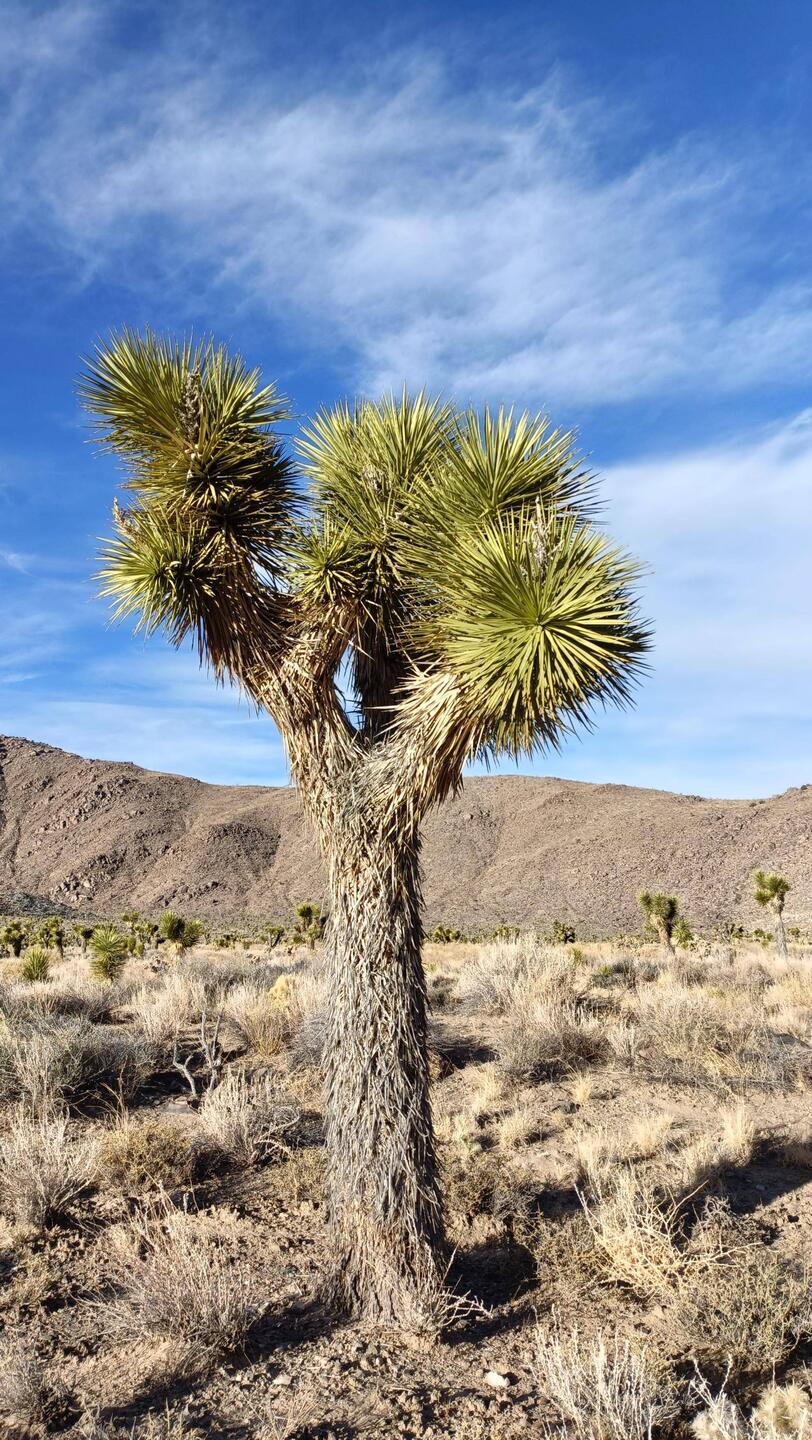 Joshua tree. Even though it's only a name, it reminds me of listening to U2 in the 80s 😊