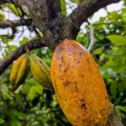 Charley's Schokoladenfabrik