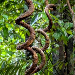 Wieder keine Schlange