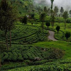 Teeplantagen